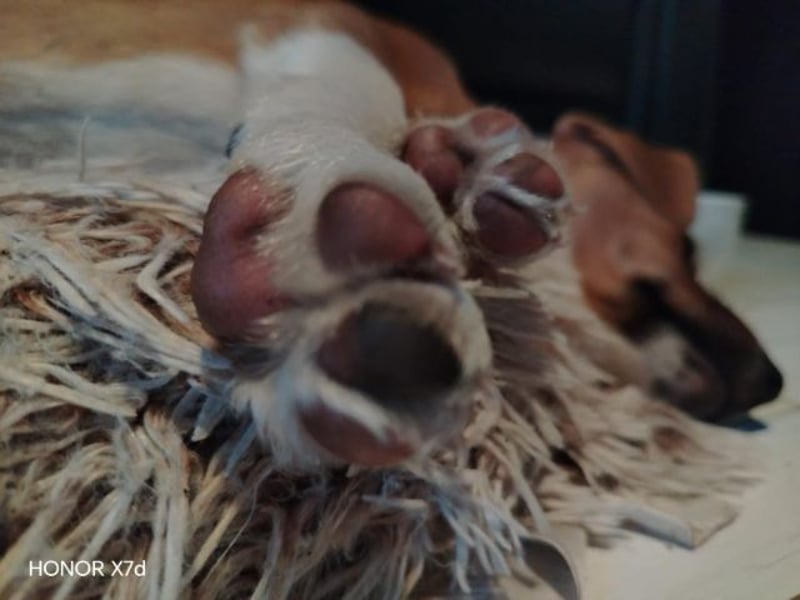 Luca, verspielte Herzensbrecherin, ca. 3 Monate, ca. 24 cm, ca. 4 kg