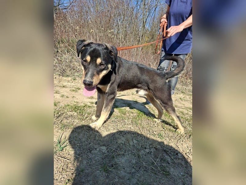 Blacky, fröhlicher Junghund, ca. 10 Monate, ca. 48 cm, ca. 16 kg