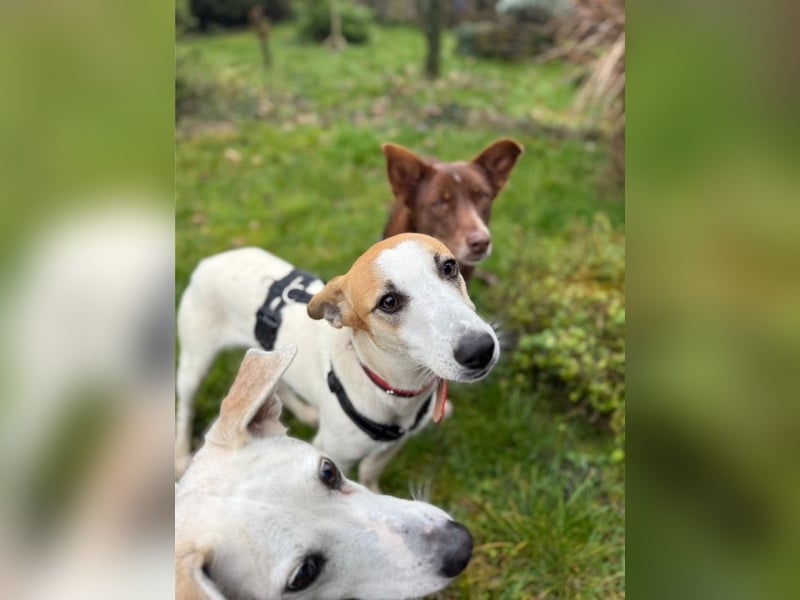 Dodo, geschundenes Hundemädchen, ca.16 kg, ca. 48 cm ca. 1 Jahr *in 66887 Jettenbach*