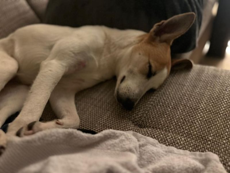 Dodo, geschundenes Hundemädchen, ca.16 kg, ca. 48 cm ca. 1 Jahr *in 66887 Jettenbach*