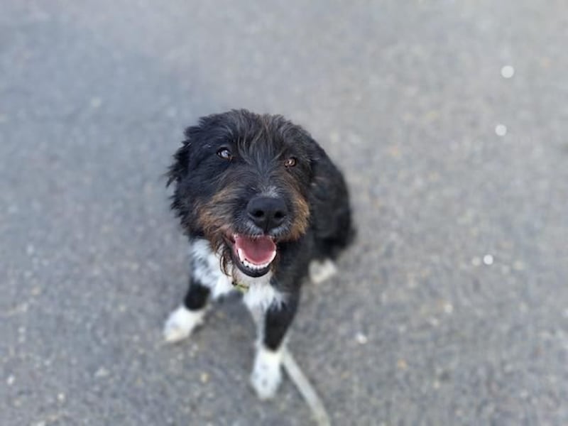 Lua, liebenswürdige Hundedame, ca. 1 Jahr, ca. 48 cm, ca 15 kg *bald in 83250 Marquarstein*