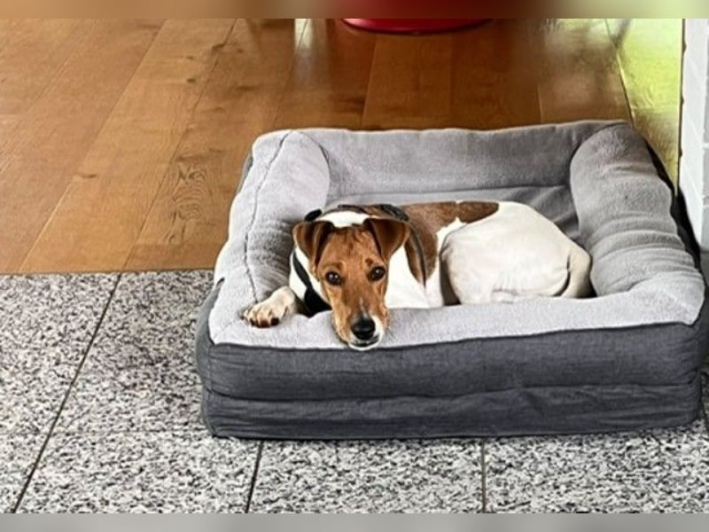 Foxi, lebensfroher Foxterriermix, ca. 2 Jahre, ca. 42 cm, ca. 10 kg *in 53894 Mechernich*