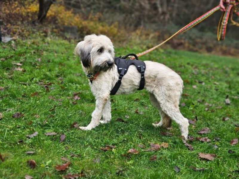 Püppi, schüchterne Hundedame, ca. 1 Jahr, ca. 44cm, ca. 15kg *in 45468 Mülheim*