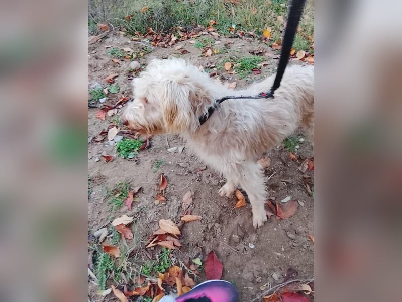 Kupak, süßer Herzensbrecher, ca. 6 Jahre, ca. 45 cm, ca. 12 kg