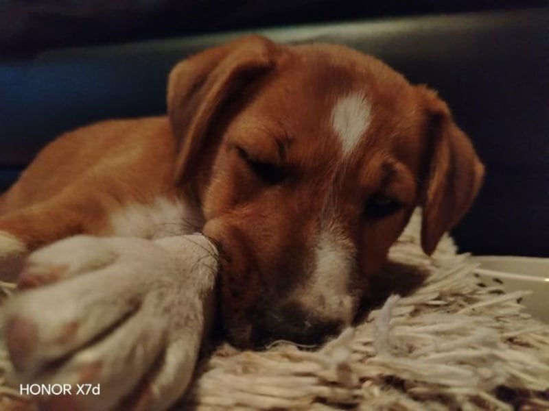 Luca, verspielte Herzensbrecherin, ca. 3 Monate, ca. 24 cm, ca. 4 kg