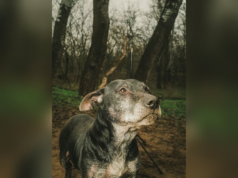 Fatima, soziale Hundedame, ca. 6 Jahre, *in 47198 Duisburg*