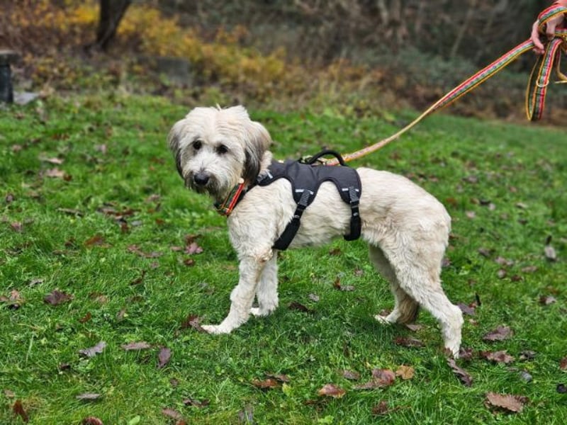 Püppi, schüchterne Hundedame, ca. 1 Jahr, ca. 44cm, ca. 15kg *in 45468 Mülheim*