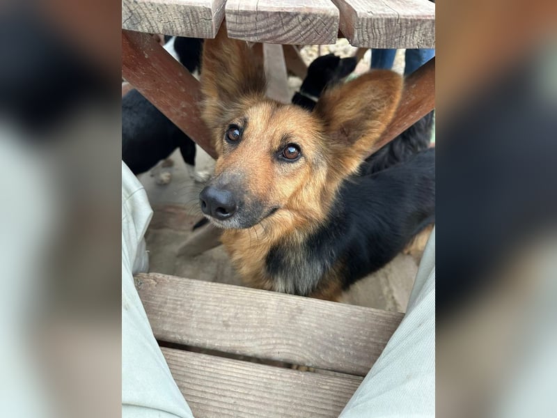 Nena, bezaubernde Herzensbrecherin, ca. 4 Jahre, ca. 42 cm, ca. 11 kg