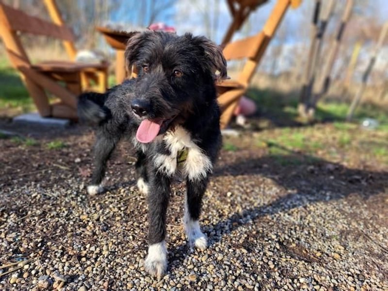 Lua, liebenswürdige Hundedame, ca. 1 Jahr, ca. 48 cm, ca 15 kg *bald in 83250 Marquarstein*