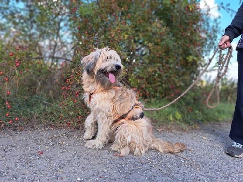 Püppi, schüchterne und liebevolle Hundedame, ca. 1 Jahre alt, ca. 44cm, ca. 15kg