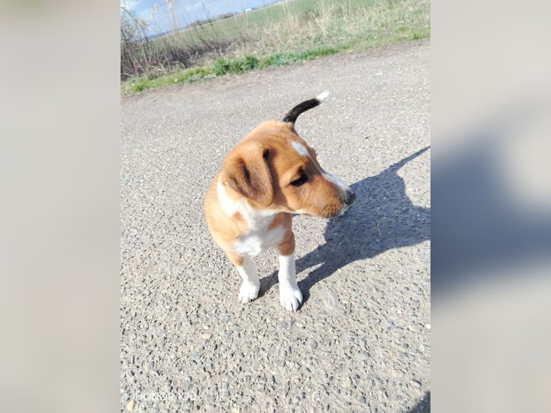 Luca, verspielte Herzensbrecherin, ca. 3 Monate, ca. 24 cm, ca. 4 kg