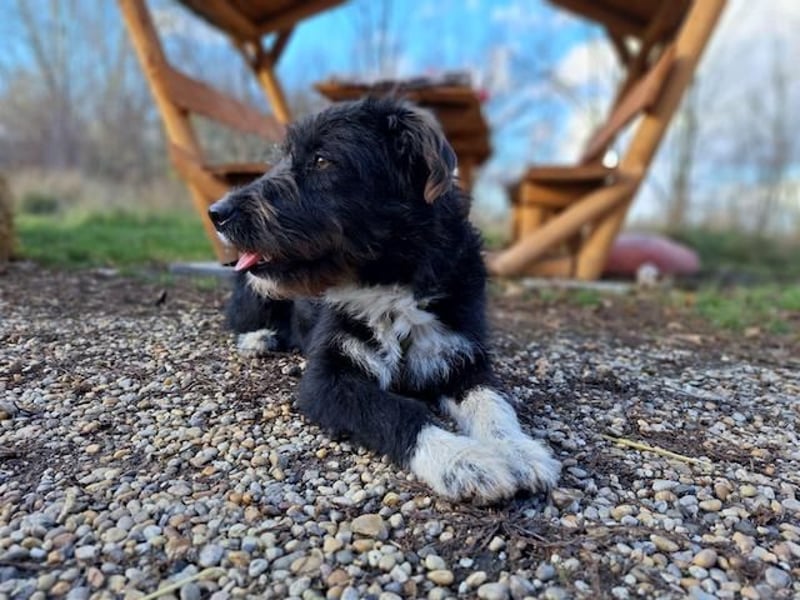 Lua, liebenswürdige Hundedame, ca. 1 Jahr, ca. 48 cm, ca 15 kg *bald in 83250 Marquarstein*