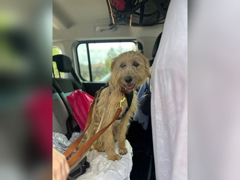 Fritzi, vorsichtiges Kämpferherz, ca. 5 Jahre, ca. 41 cm, ca. 14 kg