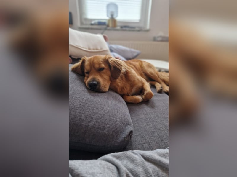 Hektor, sensibler Hundemann, 49 cm,19 kg, *in 38118 Braunschweig*