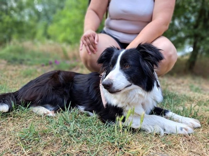 Molly, bezaubernde Border Collie Dame, ca. 4 Jahre, ca. 45 cm, ca. 13 kg *bald in 73087 Bad Boll*