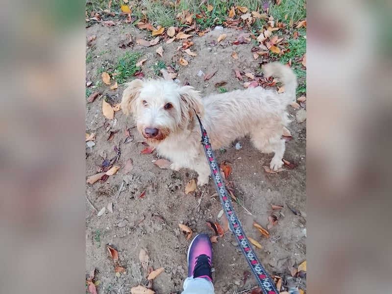 Kupak, süßer Herzensbrecher, ca. 6 Jahre, ca. 45 cm, ca. 12 kg
