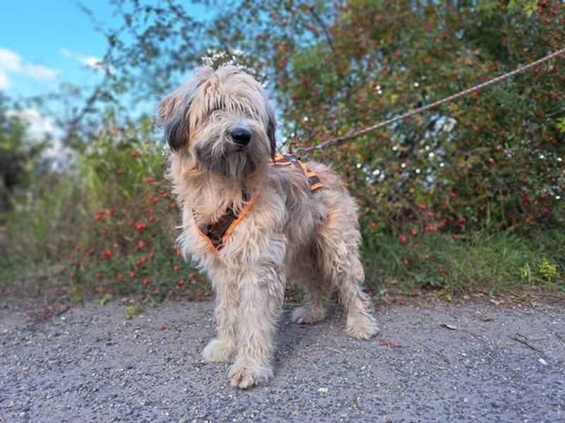 Püppi, schüchterne und liebevolle Hundedame, ca. 1 Jahre alt, ca. 44cm, ca. 15kg