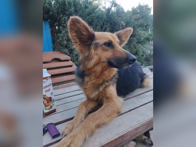 Nena, bezaubernde Herzensbrecherin, ca. 4 Jahre, ca. 42 cm, ca. 11 kg