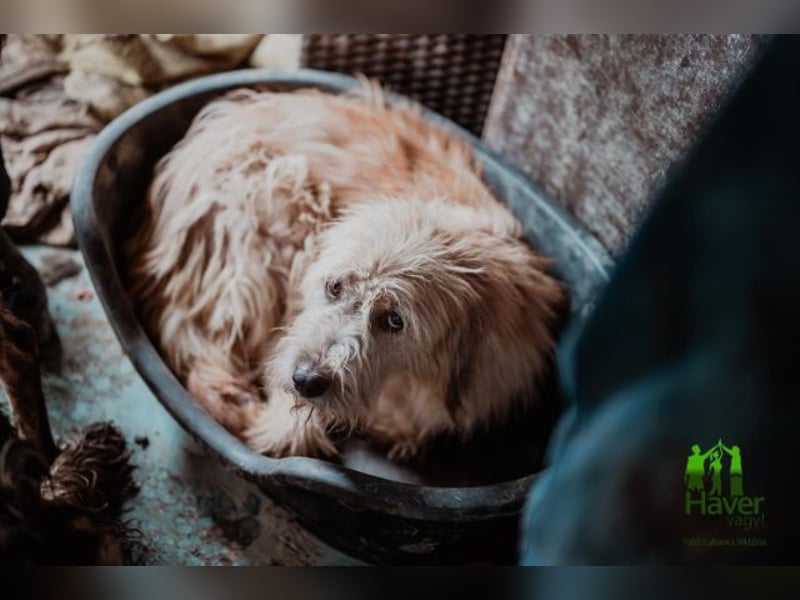 Fritzi, vorsichtiges Kämpferherz, ca. 5 Jahre, ca. 41 cm, ca. 14 kg