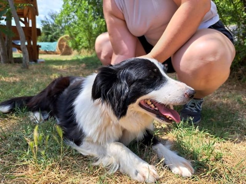 Molly, bezaubernde Border Collie Dame, ca. 4 Jahre, ca. 45 cm, ca. 13 kg *bald in 73087 Bad Boll*