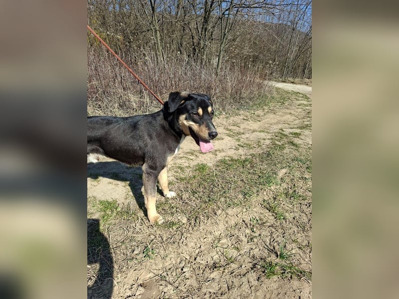 Blacky, fröhlicher Junghund, ca. 10 Monate, ca. 48 cm, ca. 16 kg