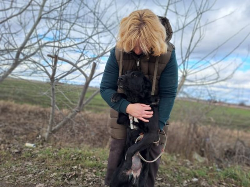Bogár, liebevolle Herzensbrecherin, ca. 1 Jahr, ca. 47 cm, ca. 21 kg *in 88299 Leutkirch*