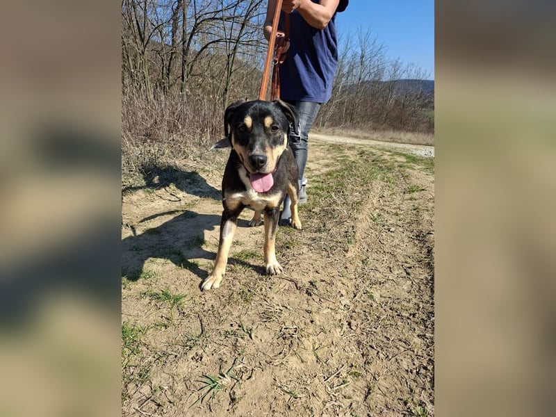 Blacky, fröhlicher Junghund, ca. 10 Monate, ca. 48 cm, ca. 16 kg