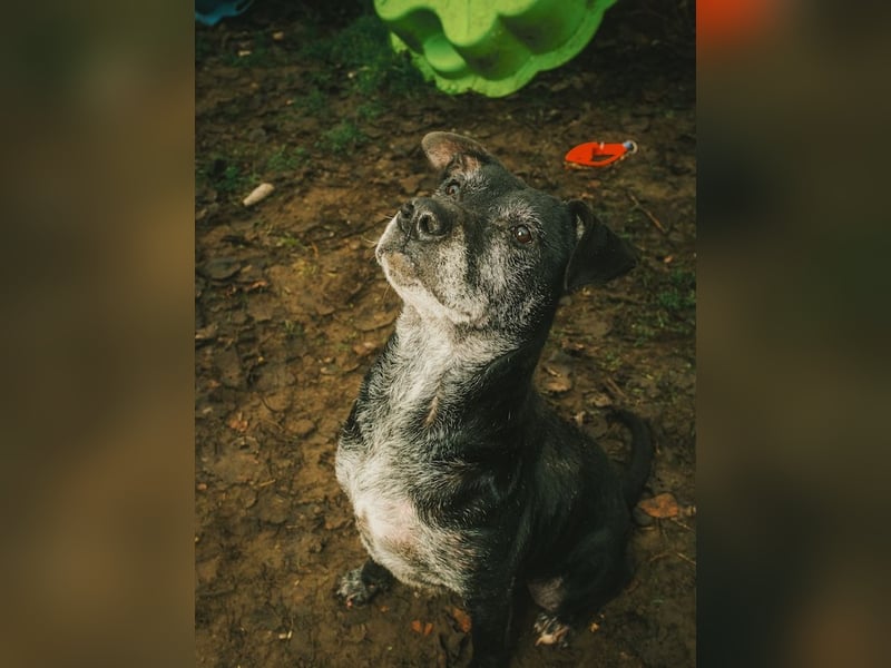 Fatima, soziale Hundedame, ca. 6 Jahre, *in 47198 Duisburg*