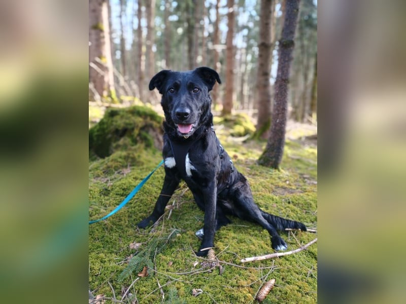 Bogár, liebevolle Herzensbrecherin, ca. 1 Jahr, ca. 47 cm, ca. 21 kg *in 88299 Leutkirch*