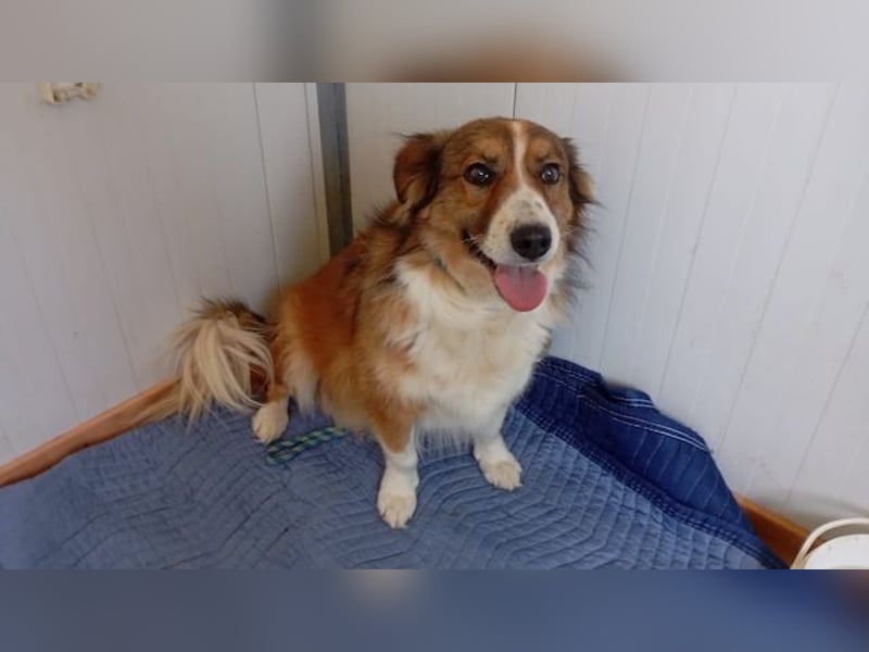 Kylo, schüchterner Hundemann, ca. 5 Jahre, ca. 48 cm, ca. 25 kg