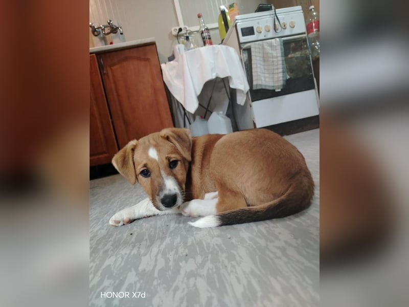 Luca, verspielte Herzensbrecherin, ca. 3 Monate, ca. 24 cm, ca. 4 kg