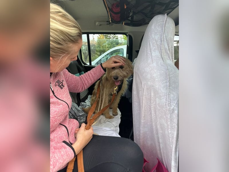 Fritzi, vorsichtiges Kämpferherz, ca. 5 Jahre, ca. 41 cm, ca. 14 kg