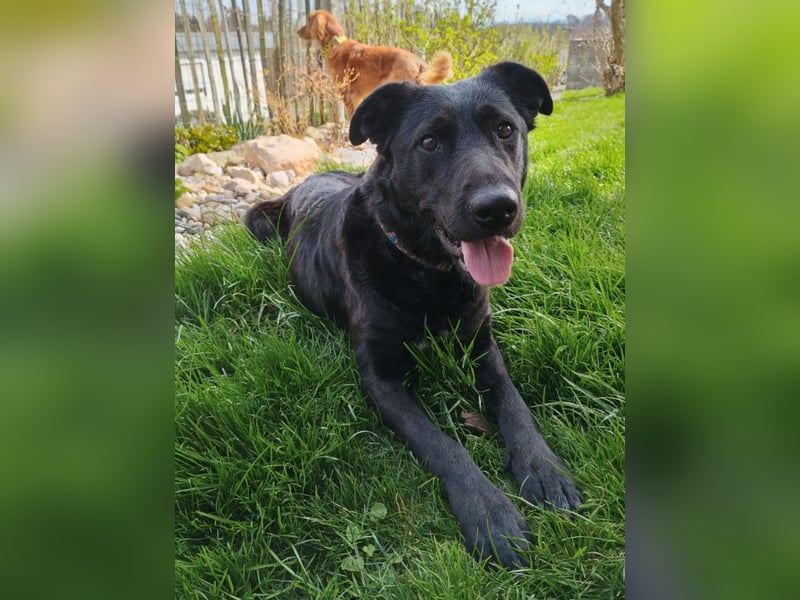 Bogár, liebevolle Herzensbrecherin, ca. 1 Jahr, ca. 47 cm, ca. 21 kg *in 88299 Leutkirch*