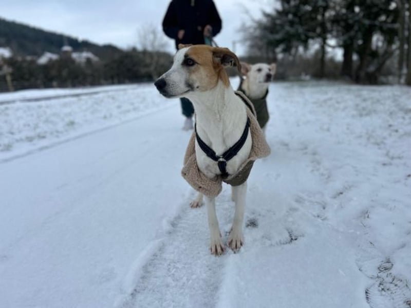 Dodo, geschundenes Hundemädchen, ca.16 kg, ca. 48 cm ca. 1 Jahr *in 66887 Jettenbach*