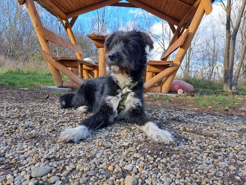 Lua, liebenswürdige Hundedame, ca. 1 Jahr, ca. 48 cm, ca 15 kg *bald in 83250 Marquarstein*