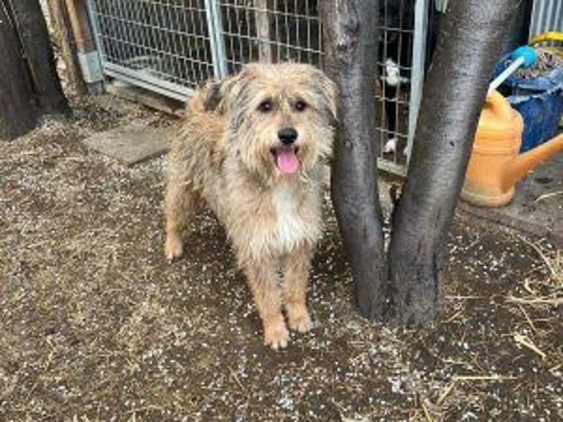 Boomer, Hütehund-Mix sucht erfahrene, geduldige Menschen