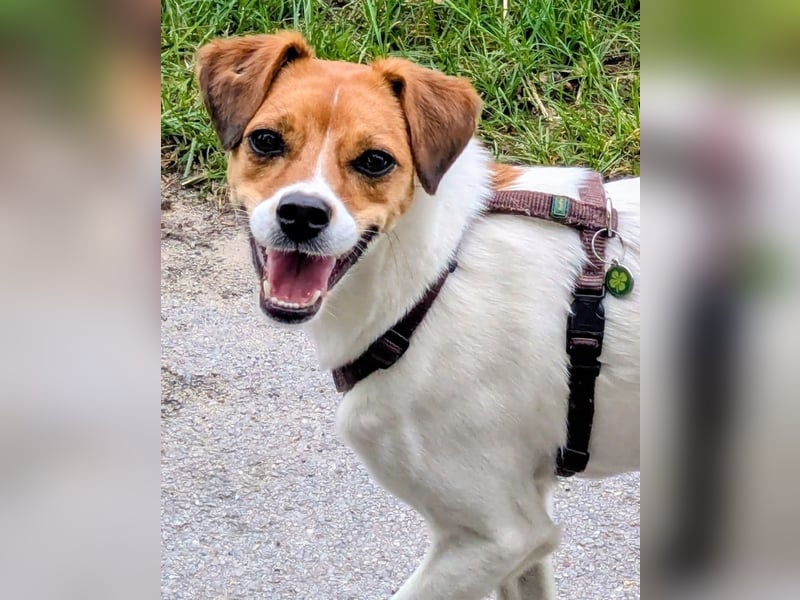 Abenteuerlustiger Bray