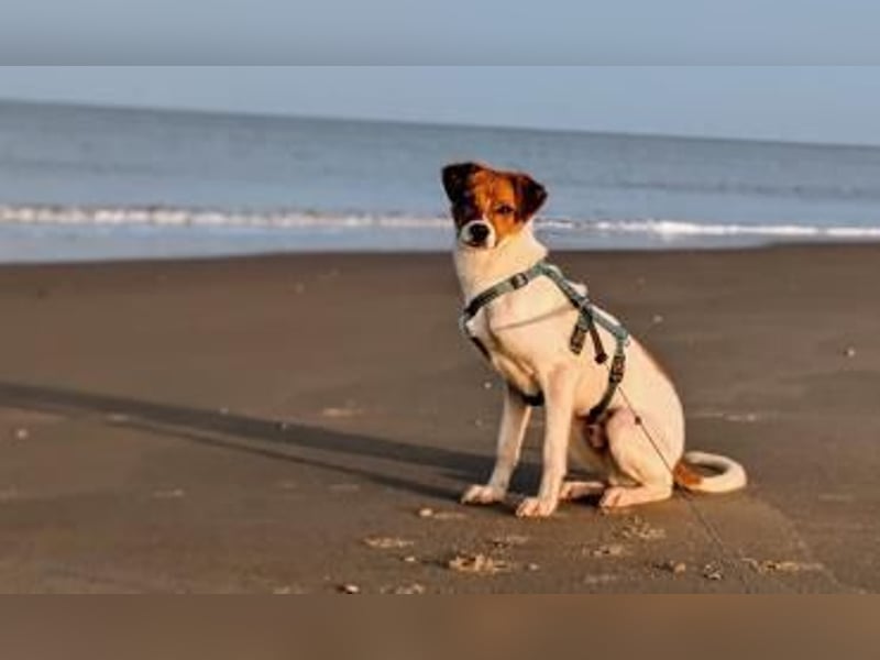 Abenteuerlustiger Bray