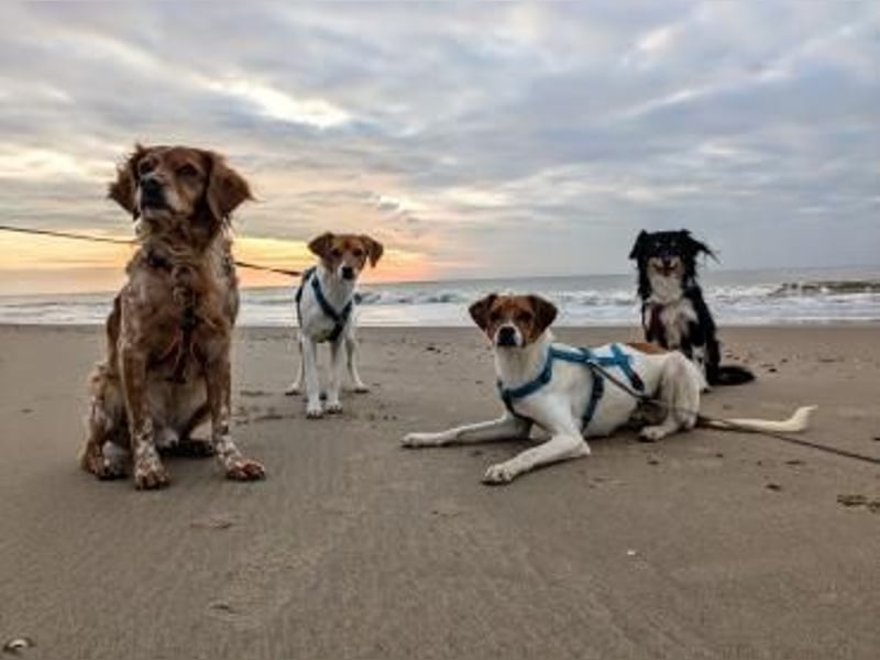 Abenteuerlustiger Bray