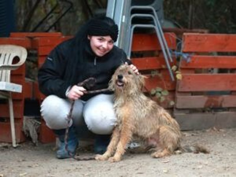 Boomer, Hütehund-Mix sucht erfahrene, geduldige Menschen
