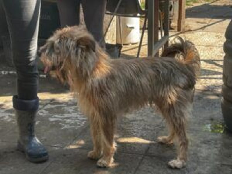 Boomer, Hütehund-Mix sucht erfahrene, geduldige Menschen
