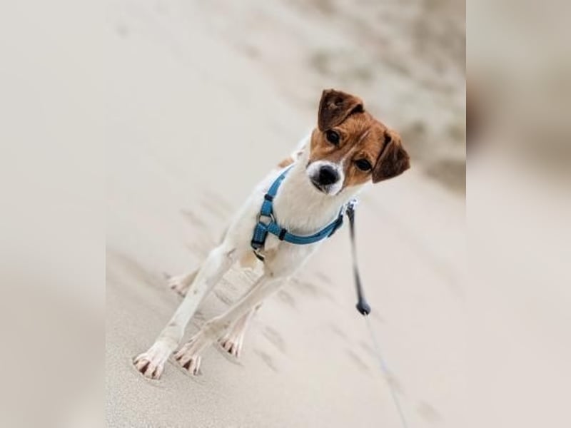 Abenteuerlustiger Bray