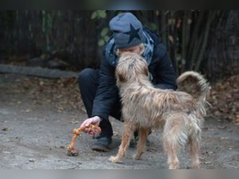 Boomer, Hütehund-Mix sucht erfahrene, geduldige Menschen