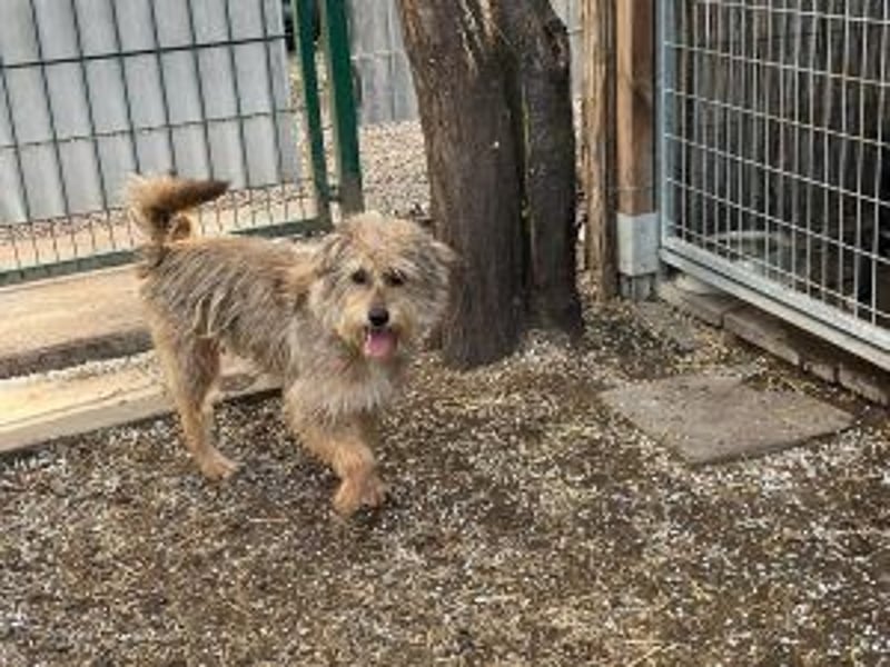 Boomer, Hütehund-Mix sucht erfahrene, geduldige Menschen