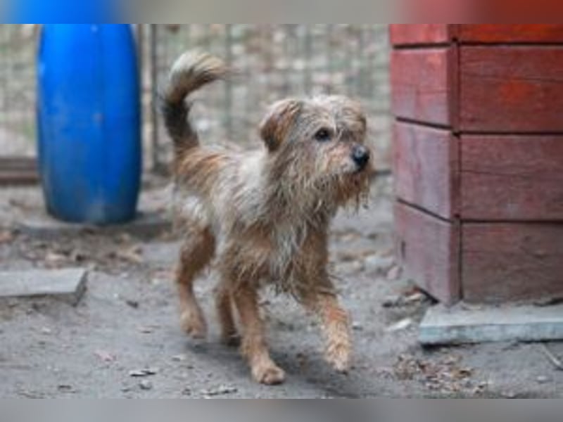 Boomer, Hütehund-Mix sucht erfahrene, geduldige Menschen