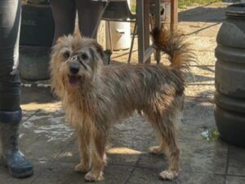 Boomer, Hütehund-Mix sucht erfahrene, geduldige Menschen