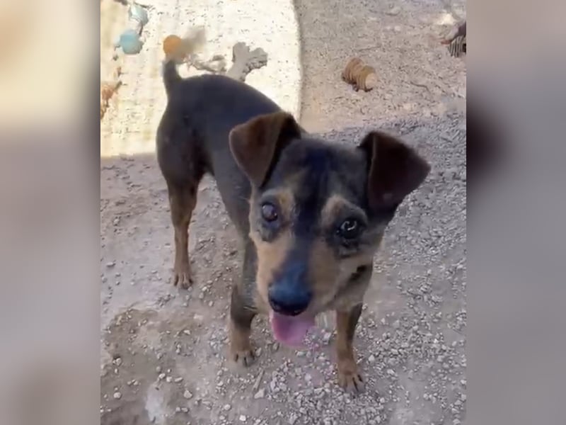 Tuko sucht sein Glück – kleiner Hund mit großem Herz