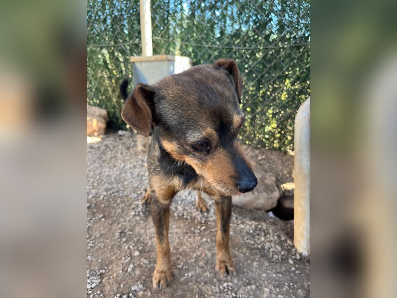 Tuko sucht sein Glück – kleiner Hund mit großem Herz