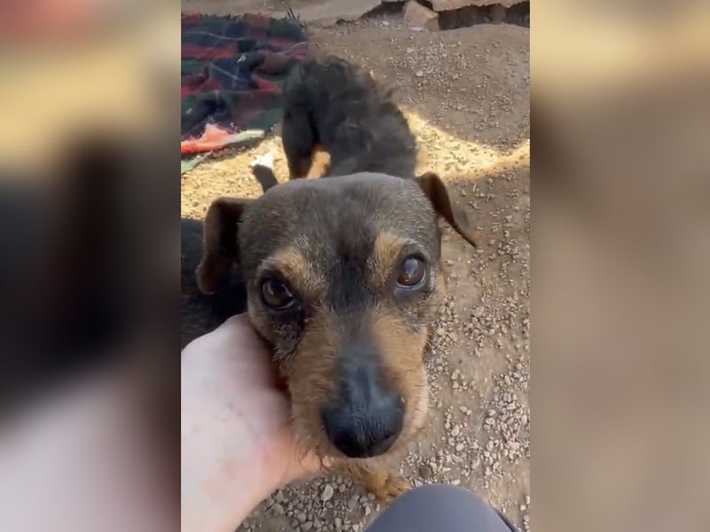 Tuko sucht sein Glück – kleiner Hund mit großem Herz