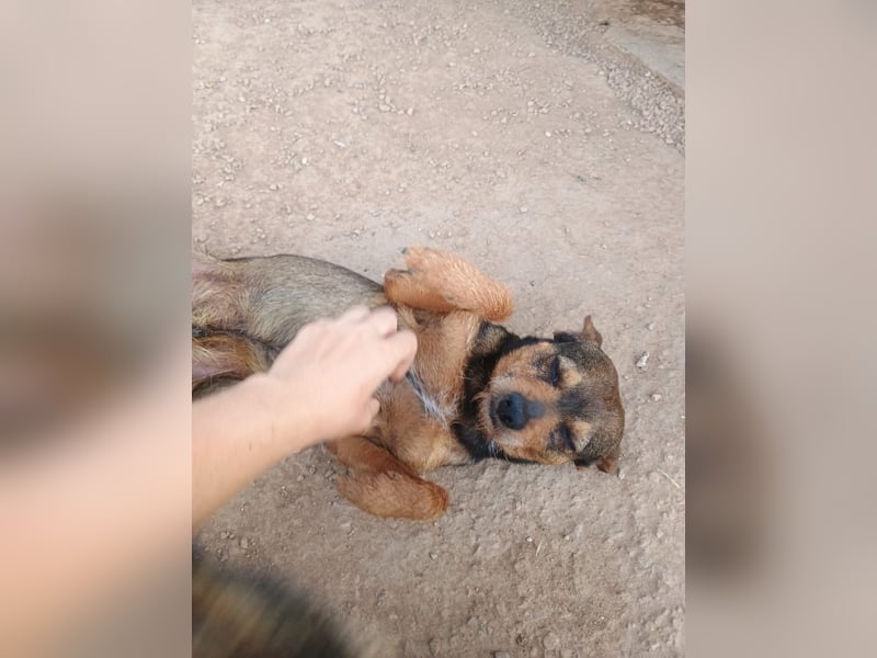 Tuko sucht sein Glück – kleiner Hund mit großem Herz
